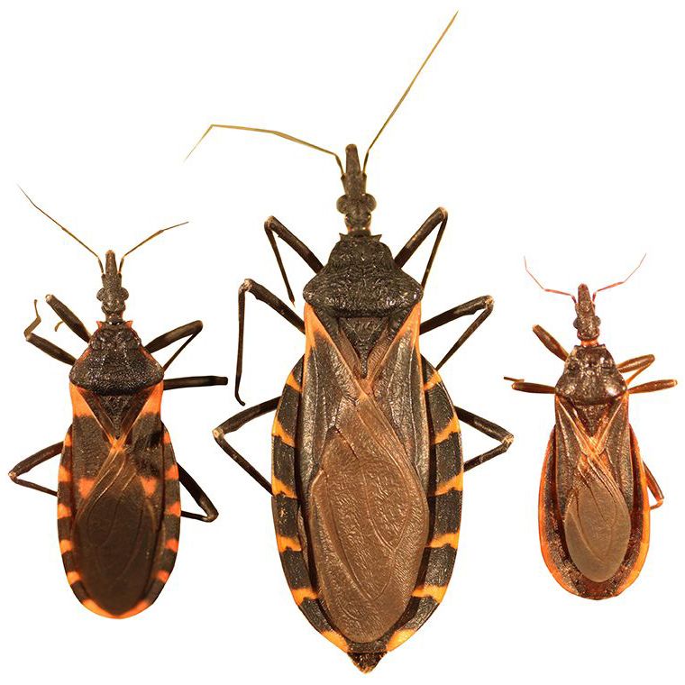 Three species of kissing bugs that can be found in Texas.