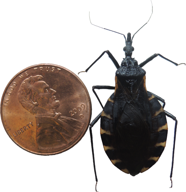 Kissing Bugs and Chagas Disease in the U.S. | Texas A&M