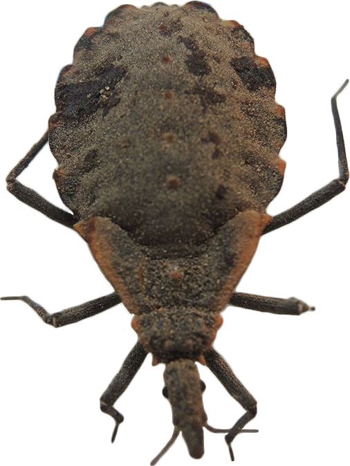 Is this a kissing bug? - Ask Extension