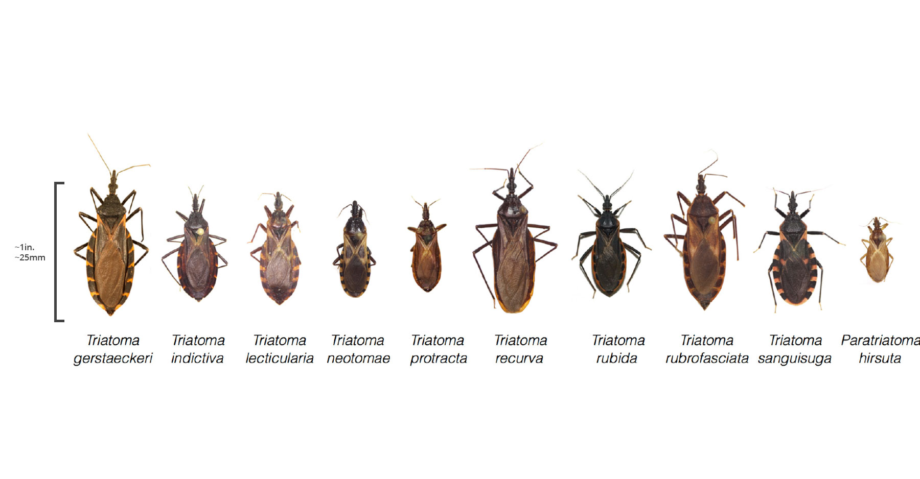 Ten different species of kissing bugs.