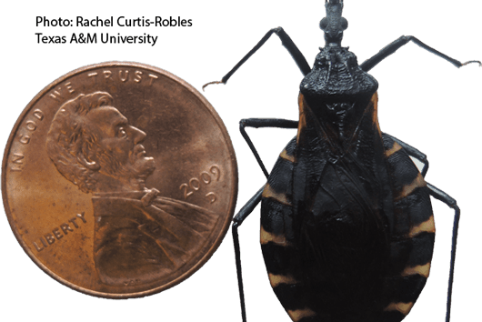 Kissing Bug With Penny Size Comparison
