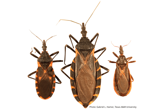 Kissing Bugs Found in Texas