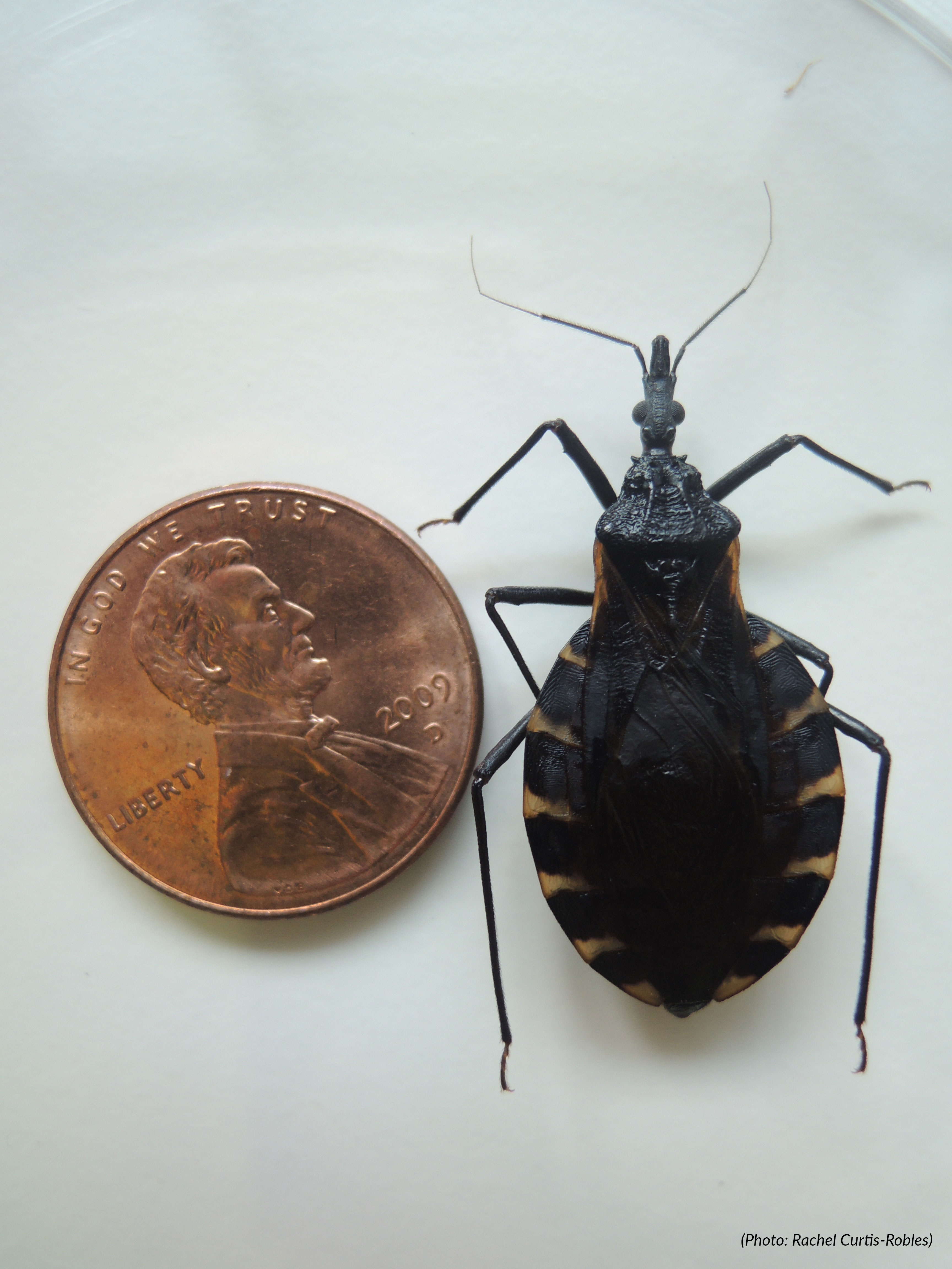 Found a Bug? | Kissing Bugs and Chagas Disease in the U.S ... diagram right side face 