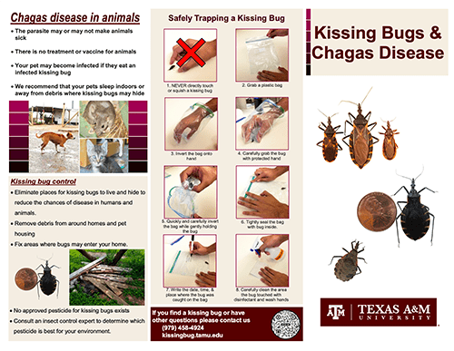 Chagas disease pamphlet pdf thumbnail