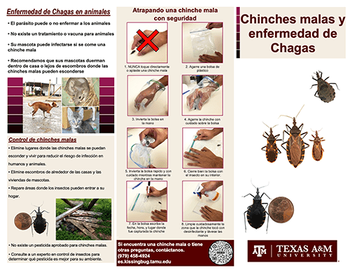 Folleto de la enfermedad de Chagas pdf thumbnail