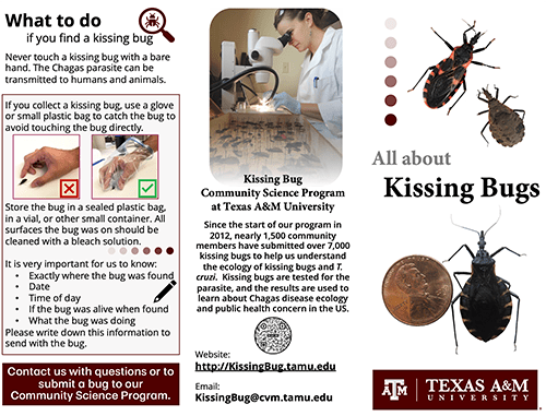 Kissing bugs pamphlet pdf thumbnail